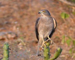 Bird photography near Bangalore