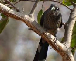 Bird photography near Talakadu