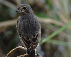 Bird Photography workshops near Bangalore