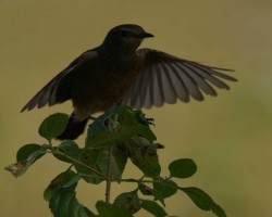 Birding spot around Bangalore