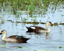 Birds around Bangalore