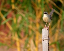 Birds around ChukkiMane Resort