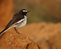 Birds around Mandya