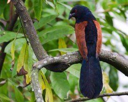 Birds around Mysore