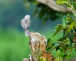 Birds around Shivannasamudra