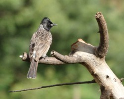 Birds Around Ranganathittu