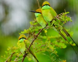 Birds around Ranganathittu bird sanctury