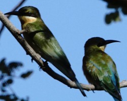 Birds around Talakadu