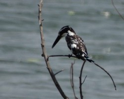 Birds around Talakadu