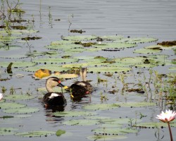 Birds at Chukki Mane