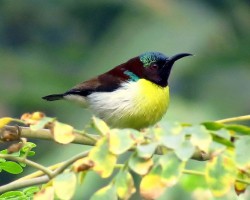 Birds near Bangalore