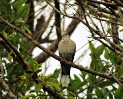 Birds near Bangalore Resorts