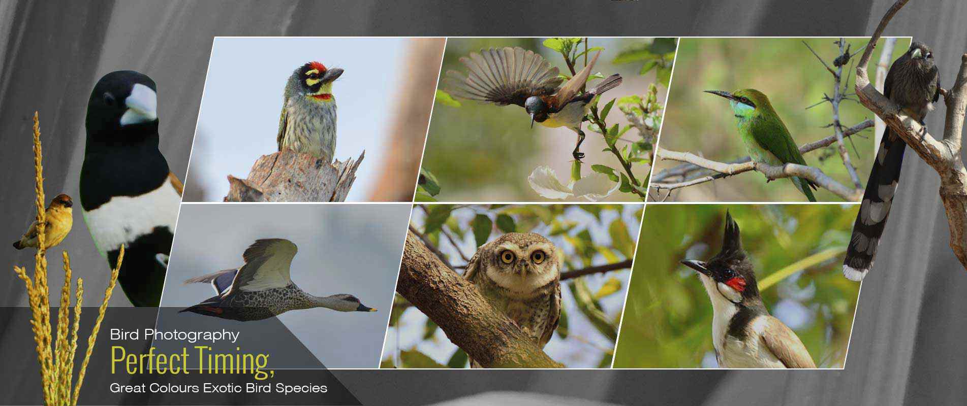 Birds spotted around ChukkiMane