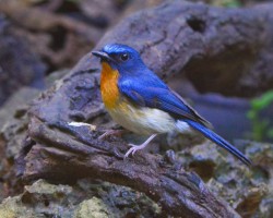 Birds photos at Chukki Mane