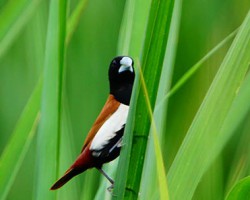 Birds Photography