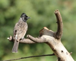 Birds photograph around Bangalore