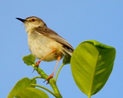 Birds Photography Bangalore