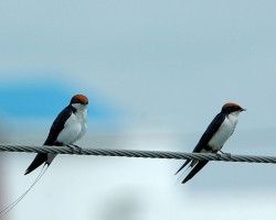 Birds at Chukkimane