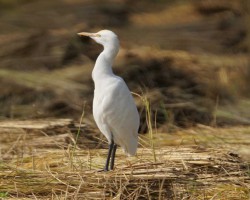 Birdwatching near Chukkimane