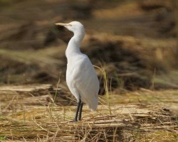 Bird watching in Bangalore