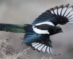 Black billed magpie