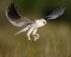 Black shouldered kite