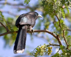 Blue faced malkhowa