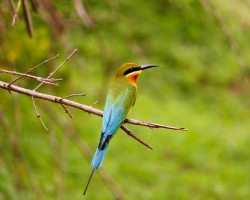 Blue tailed bee eater