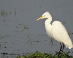 Cranes spotted in farmland