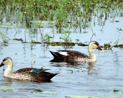 Ducks photography