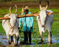 Farmer busy ploughing in paddy field