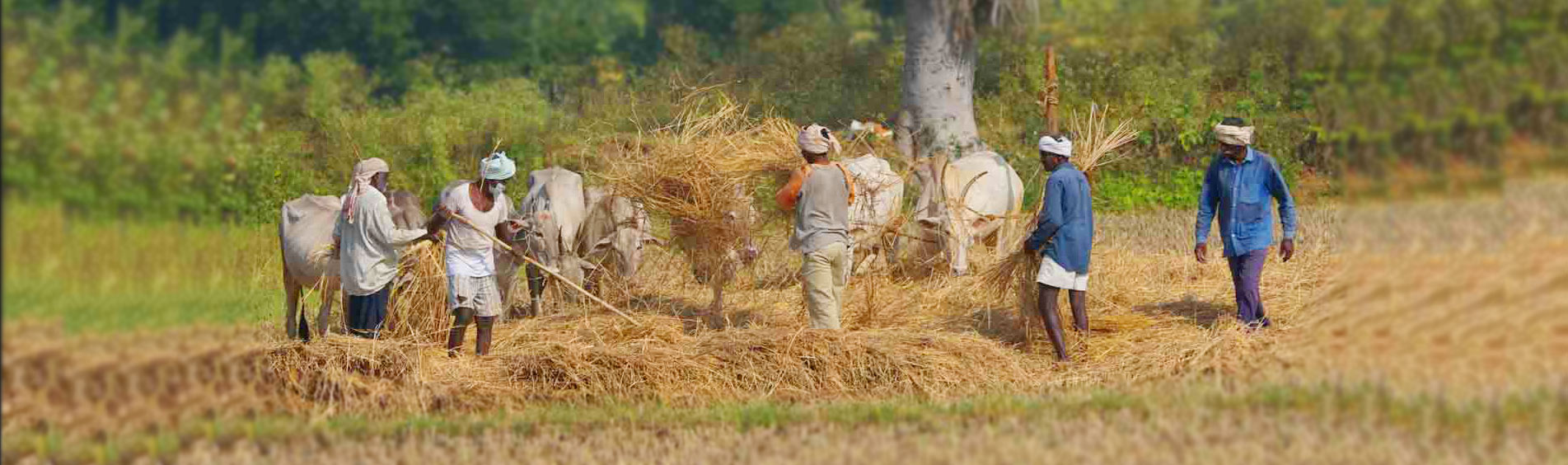 Farmer Thrashing Paddy along with Cows near Chukkimane