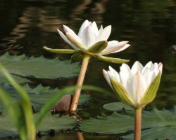 Lotus flower photography