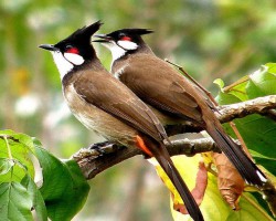 Bird Photography near Chukkimane