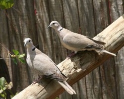 Natural twin birds around Banaglore