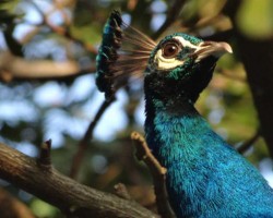 Peacock spotted at ChukkiMane