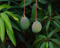 Season of Mangoes at Chukkimane