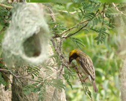 Bird at Chukkimane