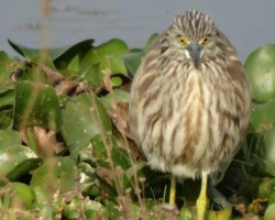 Spotted owls