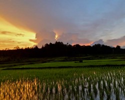 Sunset photography around farm fields