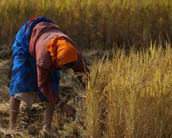 View of paddy harvesting in nearby farm at Chukki Mane