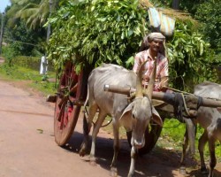 Village life bullock cart ride