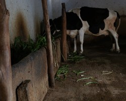 Village tour visit to cattle feeding camps