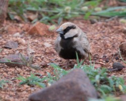 Wild bird photography