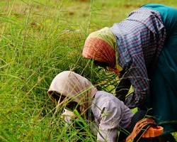 Resorts Farms Near Bangalore Mysore