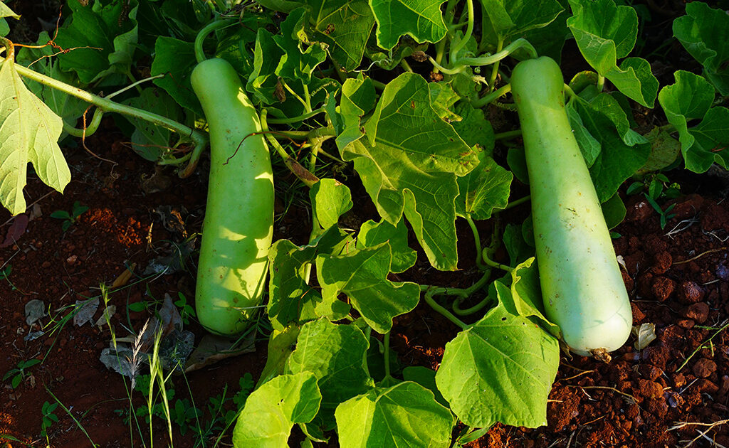 Organic Farming near Mysore