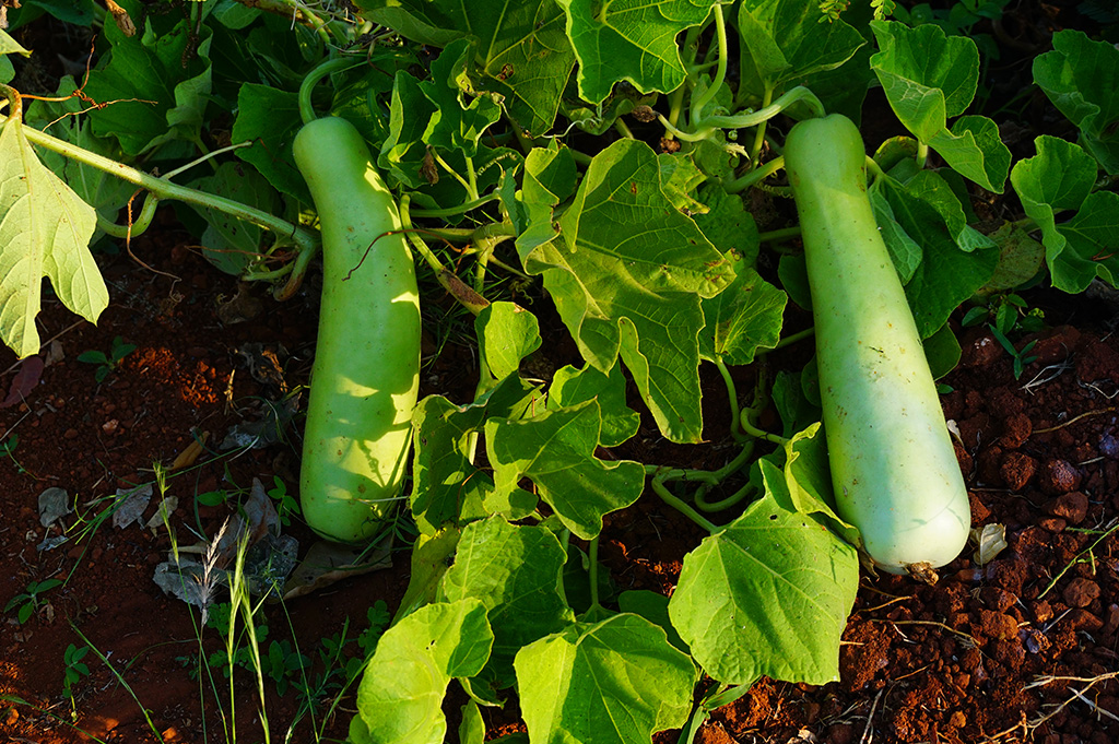 Organic Farming near Mysore