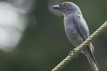 Ashy Drongo