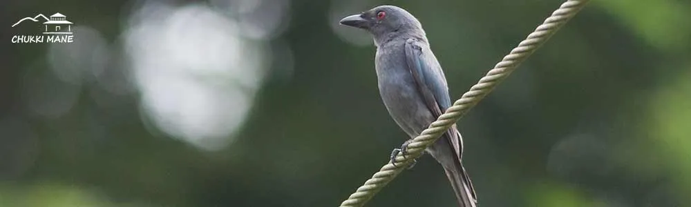 Ashy Drongo