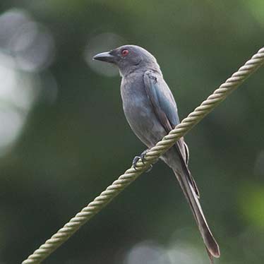 Ashy Drongo